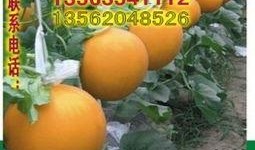 吃久瑞红瓜,探寻古老瓜果的现代魅力